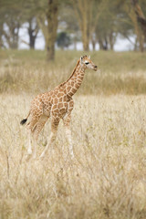 piccola giraffa