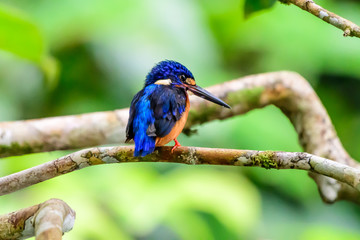 blue eared Kingfisher on its perch