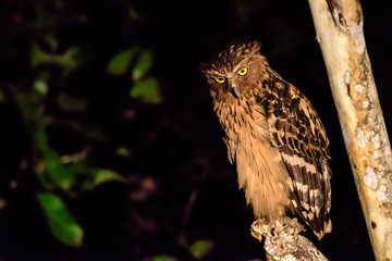 Buffy fish owl looking for supper by the side of the river
