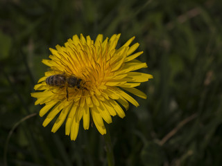 bee collecting pollen from a dandelion flower