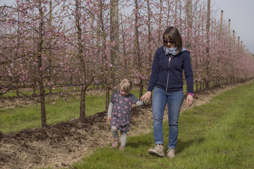 Fototapeta premium Mom and daughter walking through the orchards in bloom