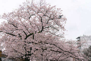 Obraz na płótnie Canvas Perfect Sakura Cherry Blossoms in Japan 