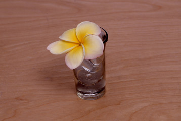 Frangipani Flower