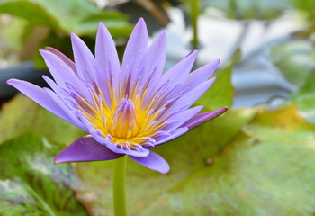 Beautiful water lily or purple lotus in morning day.