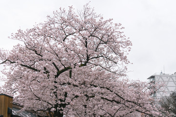 Naklejka premium Perfect Sakura Cherry Blossoms in Japan 