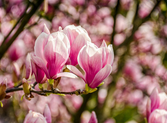 Fototapeta na wymiar Magnolia flower blossom in spring