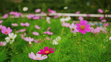 flower in potatso national park