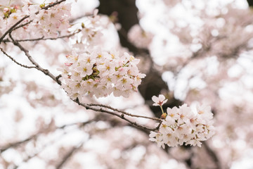 Perfect Sakura Cherry Blossoms in Japan
