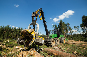 Forest cutting. Timber harvester. Forest cutting with the help of a harvester. Forest cutting with...