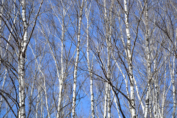 Birch grove in early spring background