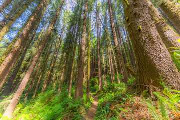 Fairy green forest. Large trees of sequoias. The sun's rays fall through the leaves. Redwood national and state parks. California, USA