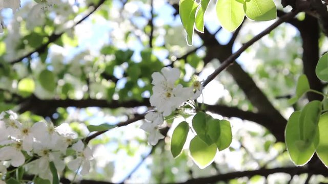 Beautiful spring pear tree in white blossoms isolated over bright blue sky background with sun shine and sunflares through flowers on branches. Real time full hd video footage.