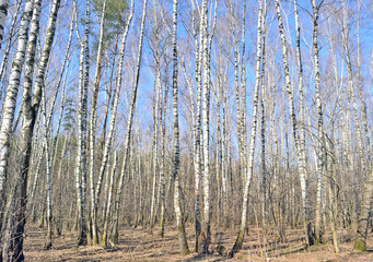 Birch grove in early spring background