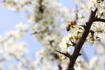 Biene&Schlehe (Frühling)