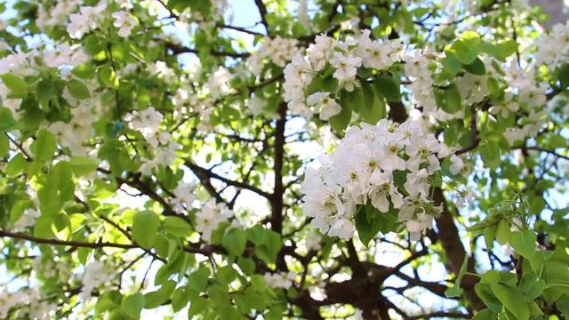 Beautiful spring pear tree in white blossoms isolated over bright blue sky background with sun shine and sunflares through flowers on branches. Real time full hd video footage.
