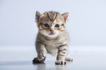 Obraz premium Gatito atigrado sobre fondo blanco