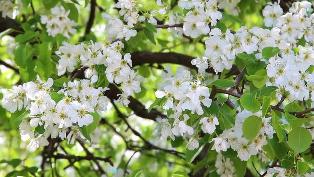 Closeup of beautiful blooming spring pear tree in white blossoms. Real time full hd video footage.