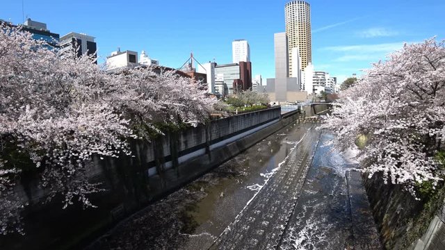 4K 東京　満開の桜　目黒川　快晴青空　ジンバル移動撮影