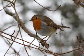 Rouge gorge