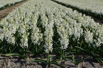 white hyacinth in a field a field in South-Holland