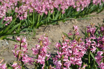 Obraz premium Pink hyacinths in a field