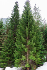 Fototapeta premium Coniferous forest in the mountains