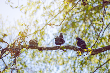 Grey Urban Pigeons On Branch With Blue Sky