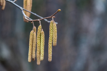 Fototapeta premium birch with catkins bloom