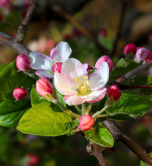 fragile , beautiful  pink blossoms of an apple tree.morning shot