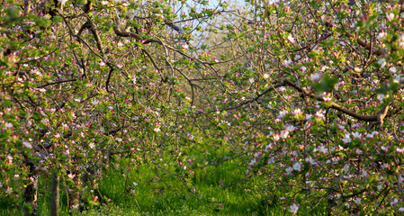 Fototapeta na wymiar fragile , beautiful pink blossoms of an apple tree.morning shot