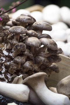 Dunkle Pilze und Kr&auml;uterseitlinge  
in einer Zucht
