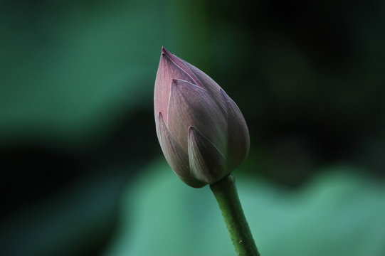 Isolated pink water lily against blurred natural background