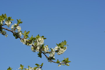 white wild flowers