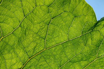 Fototapeta na wymiar Fresh green burdock leaf closeup texture background