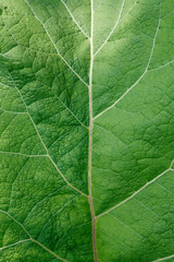 Fresh green burdock leaf closeup texture background