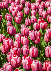 Filed of Red Tulips