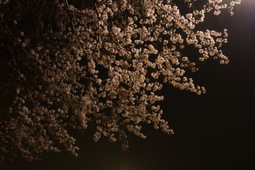 桜　