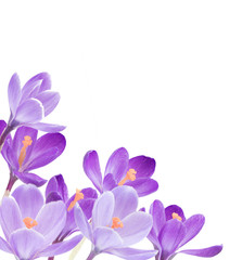 Fototapeta na wymiar spring flowers on white background