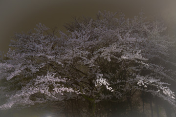 桜　