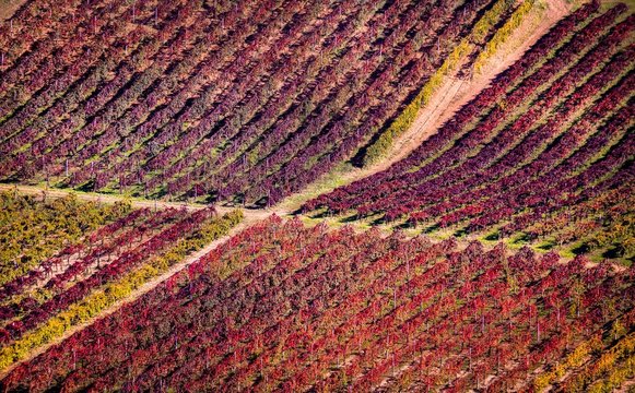 Lambrusco vineyards, Modena, Emilia Romagna, Italy
