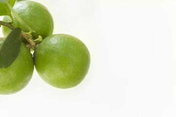 Lemon white background