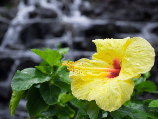 Hibiskus auf Hawaii © Felix Dannhorn