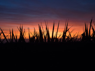 Fototapeta na wymiar Gras Silhouette vor Sonnenuntergang