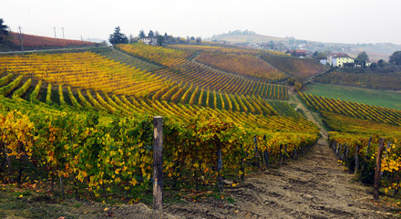 panorama of autumn vineyards