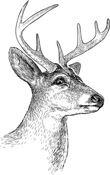 Sketch Of A Deer Head