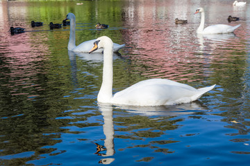Swans and ducks on the lake in the park