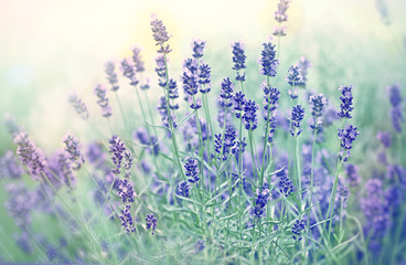 Soft focus on beautiful lavender in flower garden 