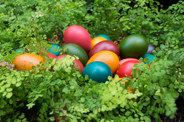 Fototapeta na wymiar Colourful Easter eggs in a green nest - hiding in foliage
