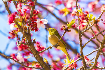 The Japanese White-eye.The background is cherry blossoms. Located in Tokyo Prefecture Japan.