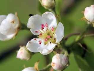 blüten vom birnbaum
